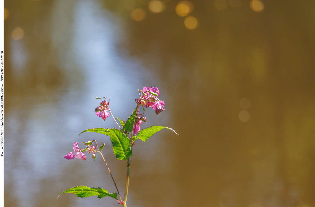 Drüsentragendes Springkraut [Impatiens glandulifera]