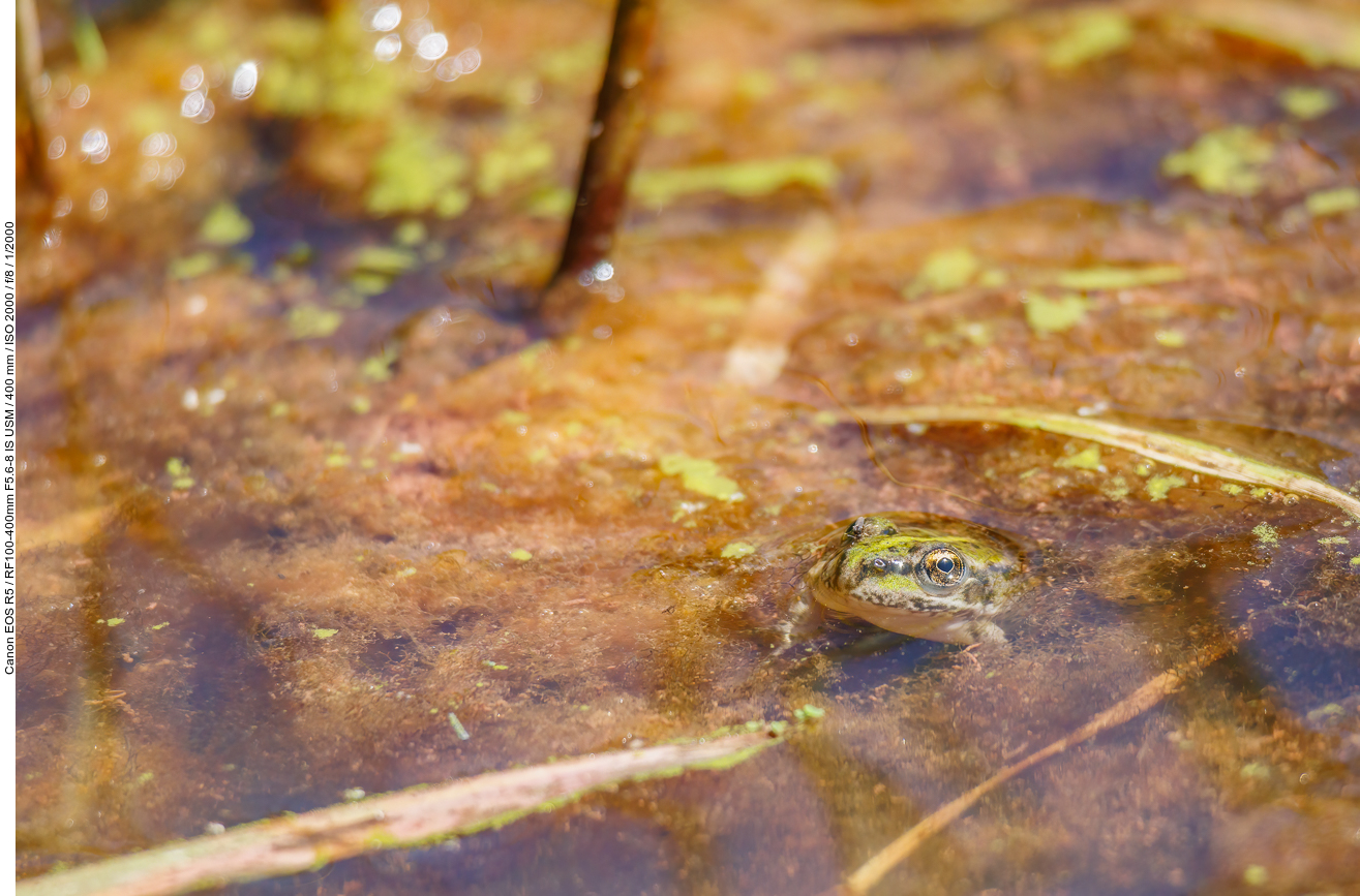 Evtl. ein Kleiner Wasserfrosch [Pelophylax lessonae]