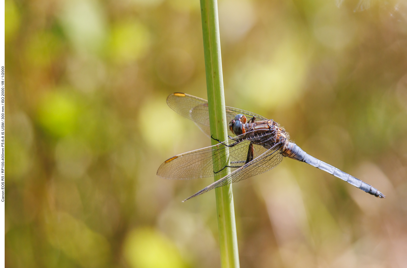 Kleiner Blaupfeil [Orthetrum coerulescens]