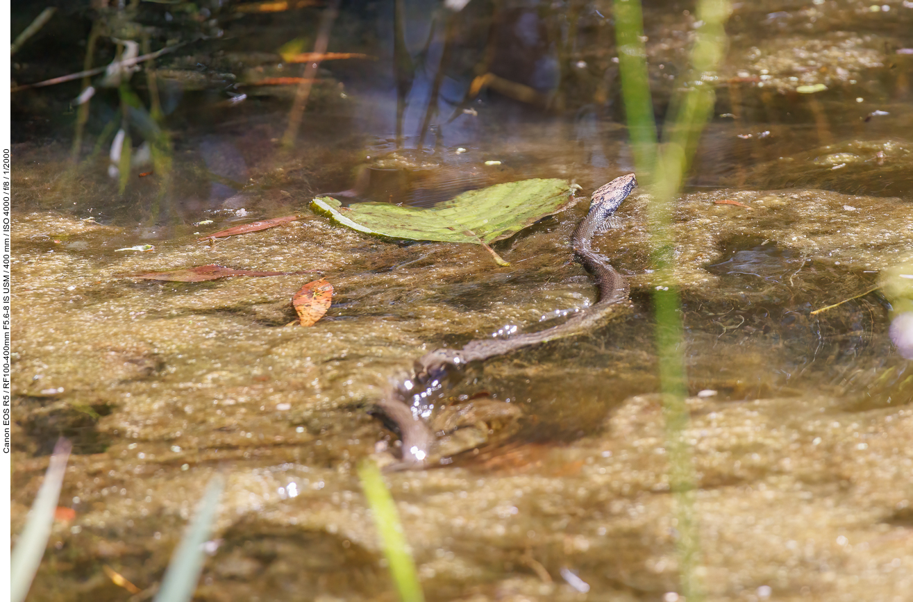 Wahrscheinlich eine Ringelnatter [Natrix natrix], war leider zu schnell wieder weg :-(