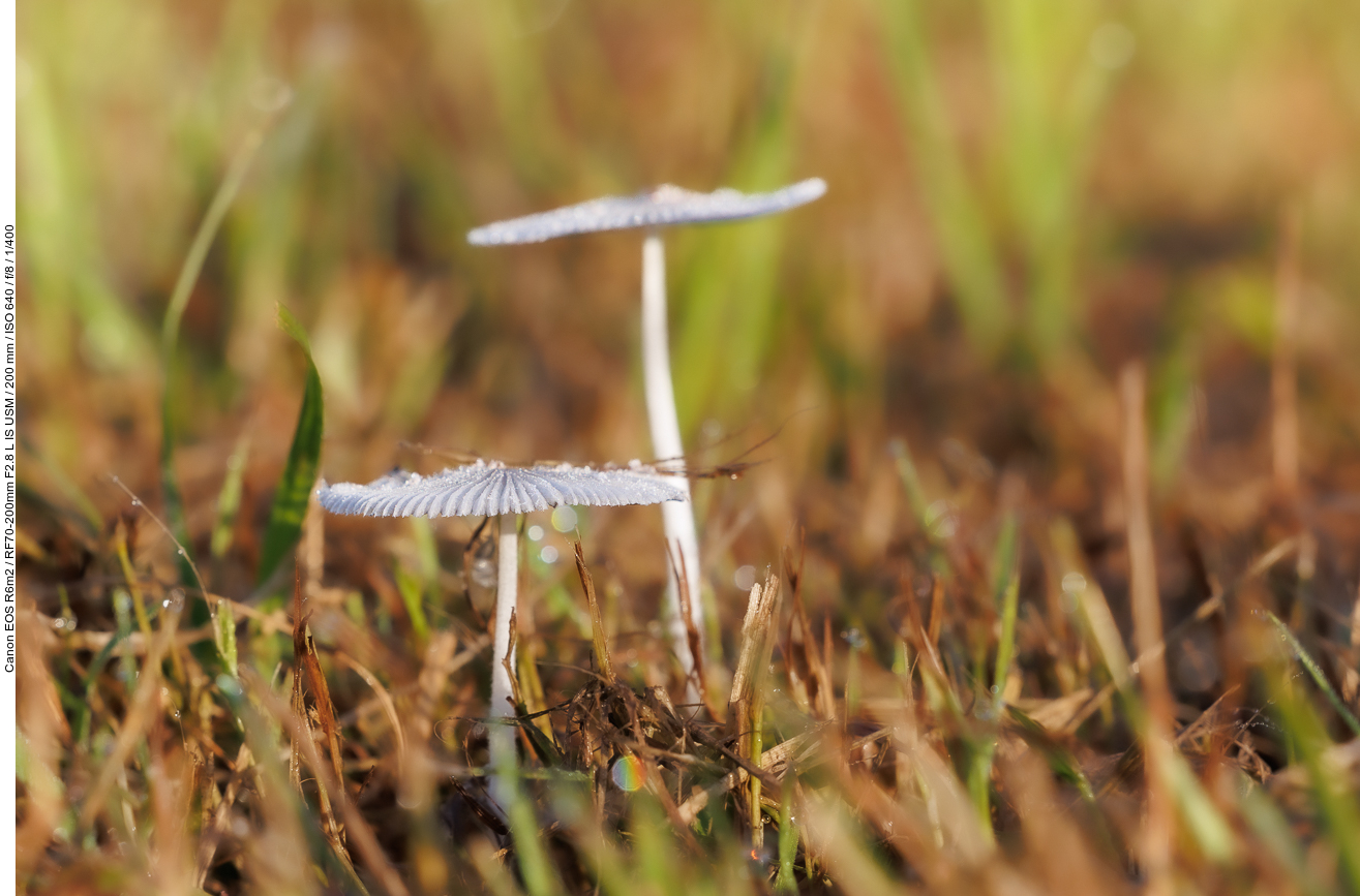 Pilze im gemähten Gras