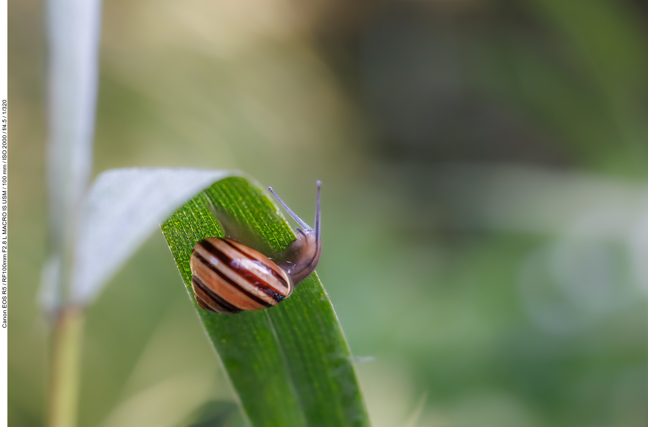 Garten-Bänderschnecke [Cepaea hortensis]