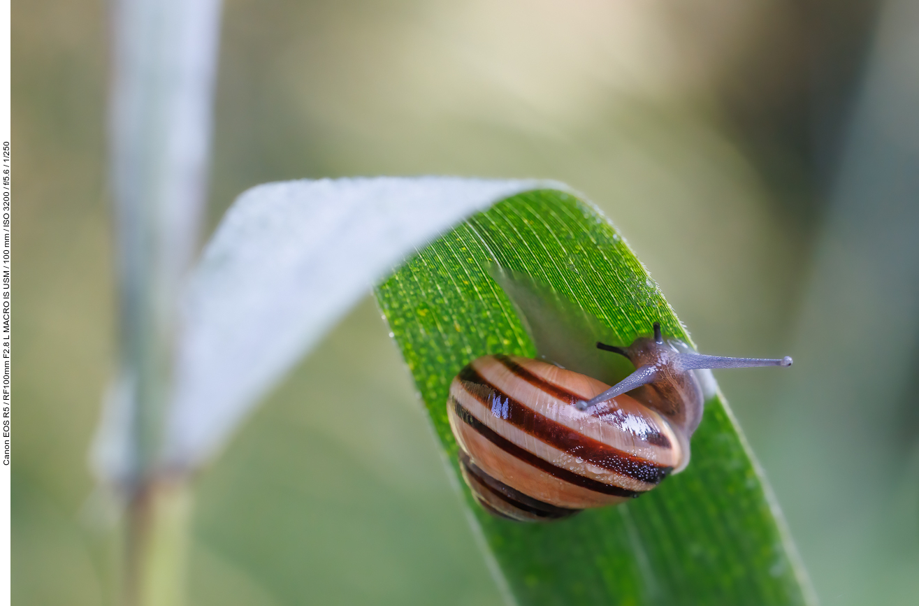 Garten-Bänderschnecke [Cepaea hortensis]