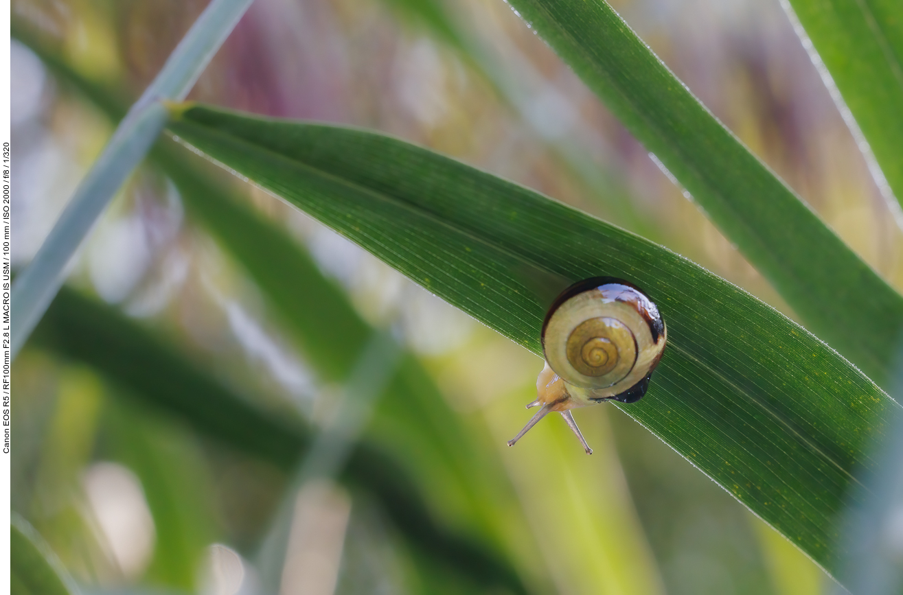 Garten-Bänderschnecke [Cepaea hortensis]