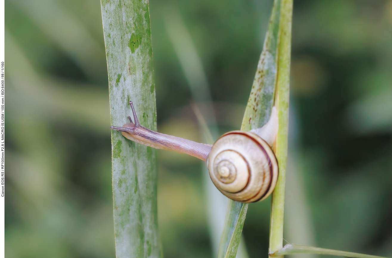 Hain-Bänderschnecke [Cepaea nemoralis]