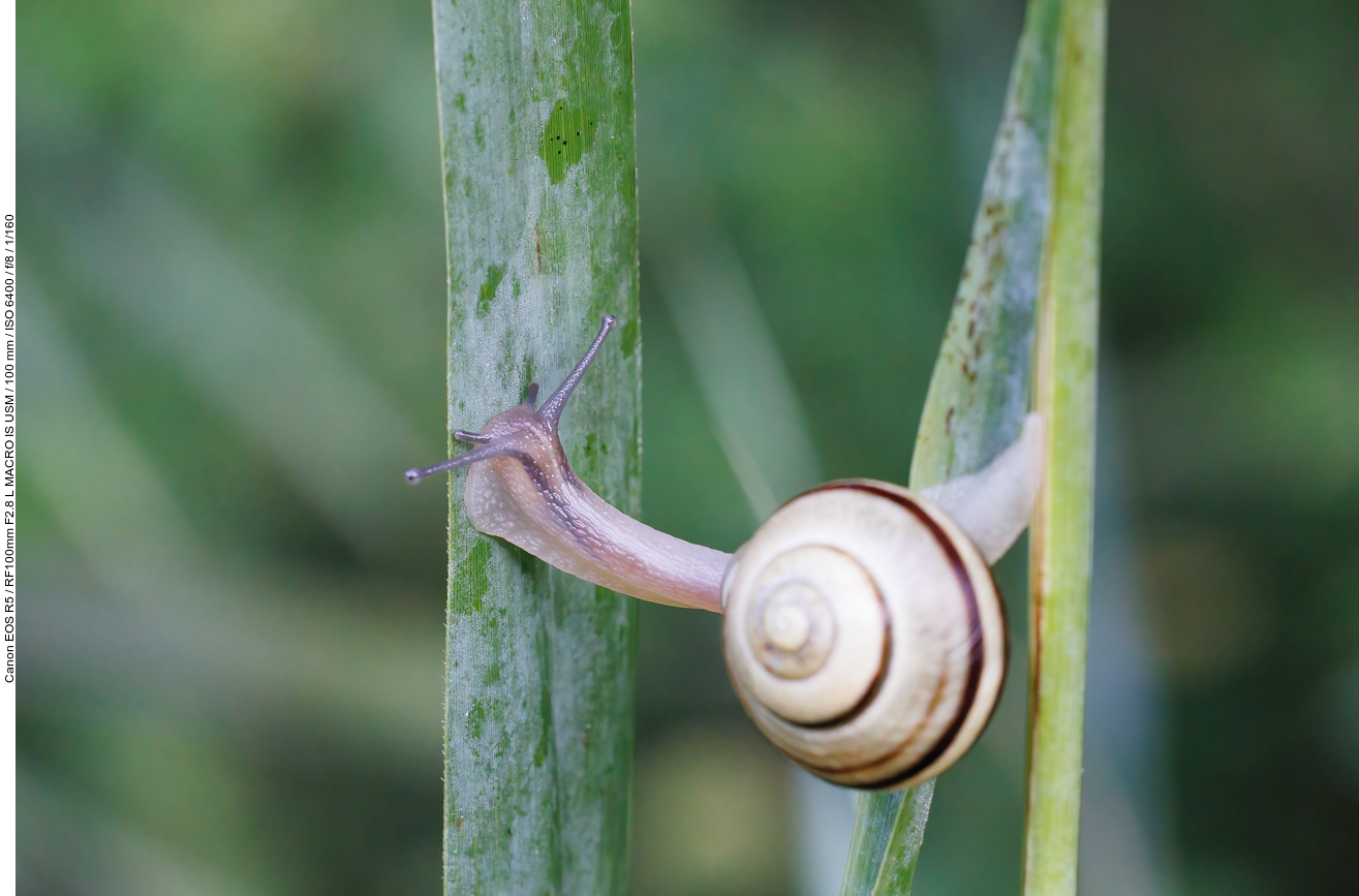 Hain-Bänderschnecke [Cepaea nemoralis]