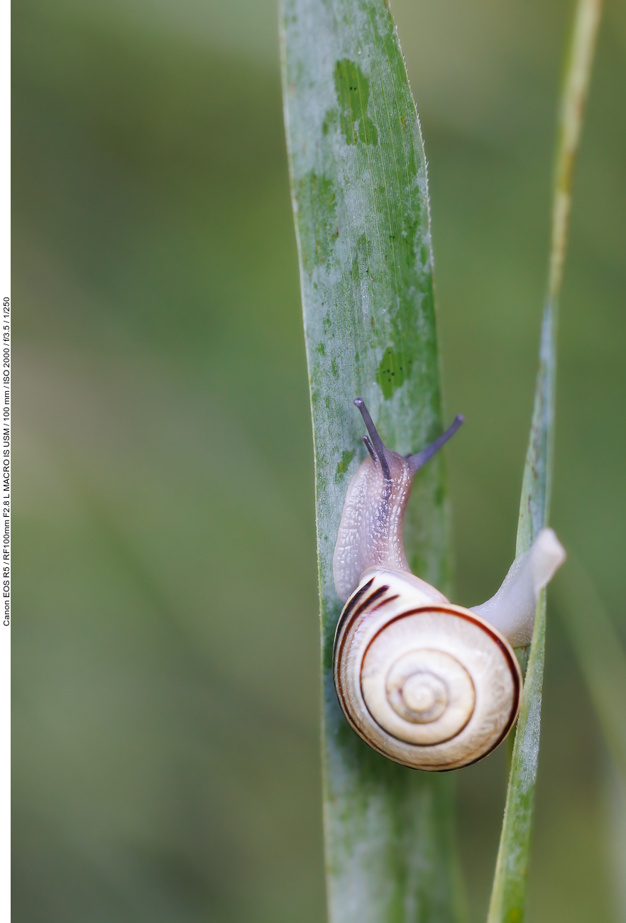 Hain-Bänderschnecke [Cepaea nemoralis]