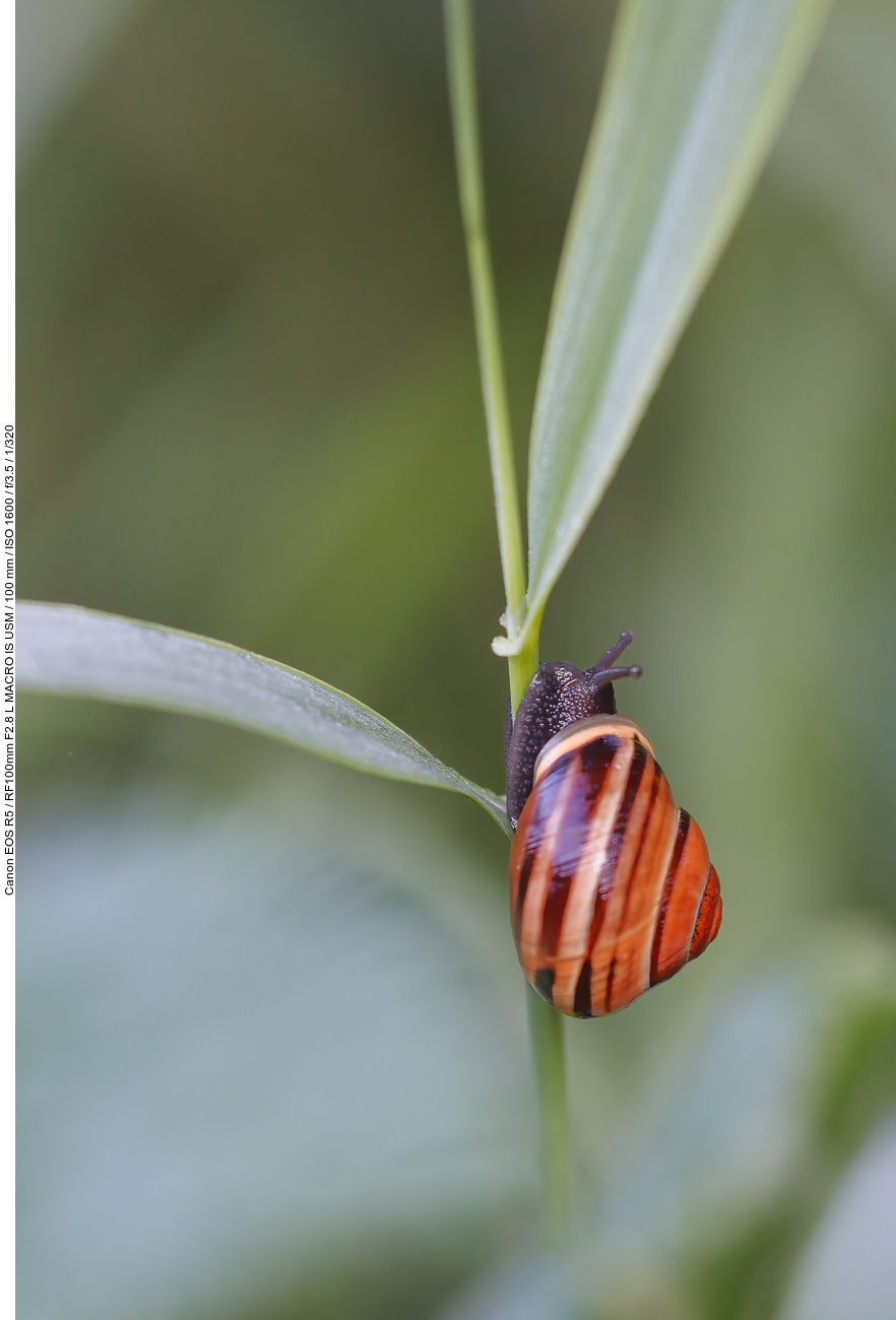 Garten-Bänderschnecke [Cepaea hortensis]