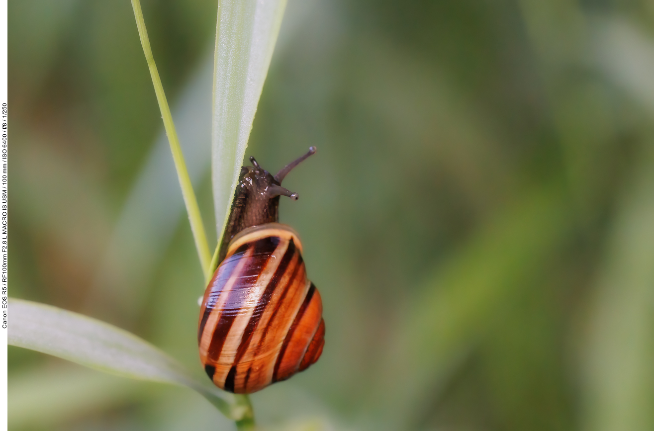 Garten-Bänderschnecke [Cepaea hortensis]