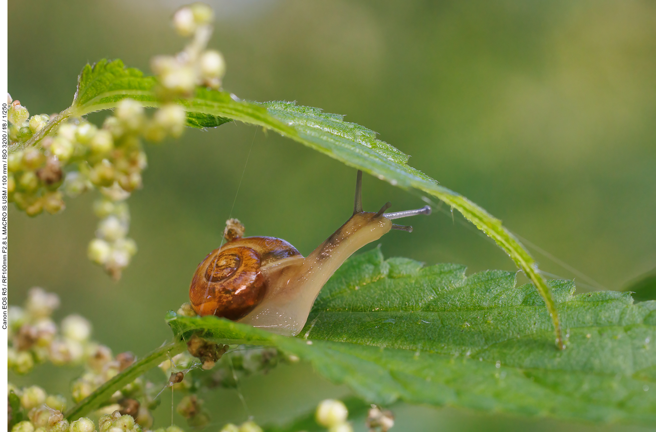 Garten-Bänderschnecke [Cepaea hortensis]