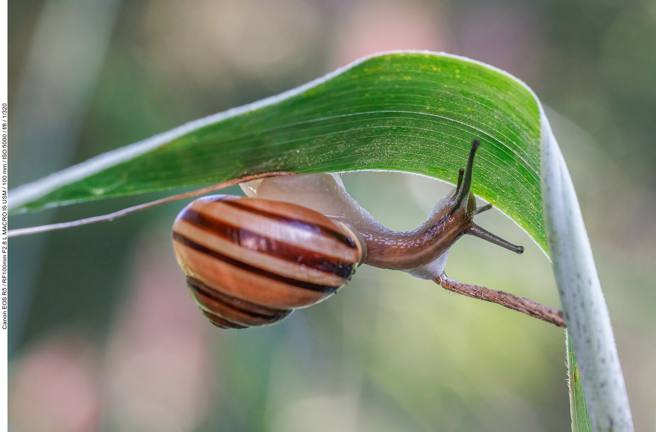 Garten-Bänderschnecke [Cepaea hortensis]