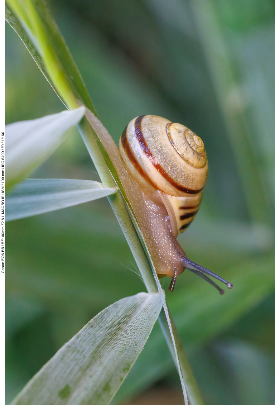 Hain-Bänderschnecke [Cepaea nemoralis]