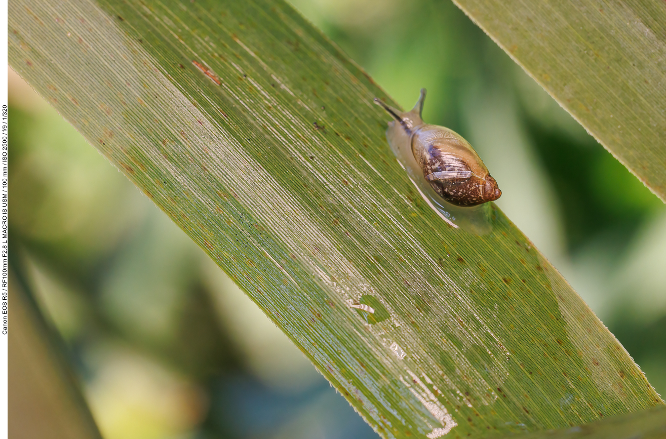 Gemeine Bernsteinschnecke [Succinea putris]