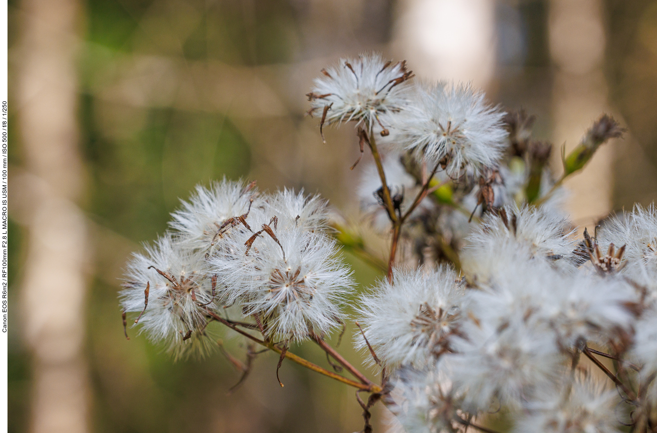 Fuchs' Geiskraut [Senecio ovatus]