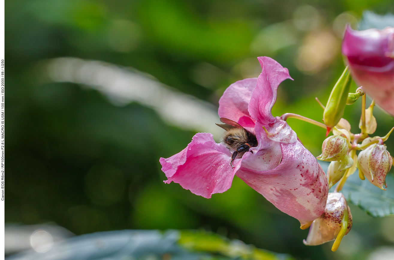 Hummel in Drüsentragendes Springkraut [Impatiens glandulifera]