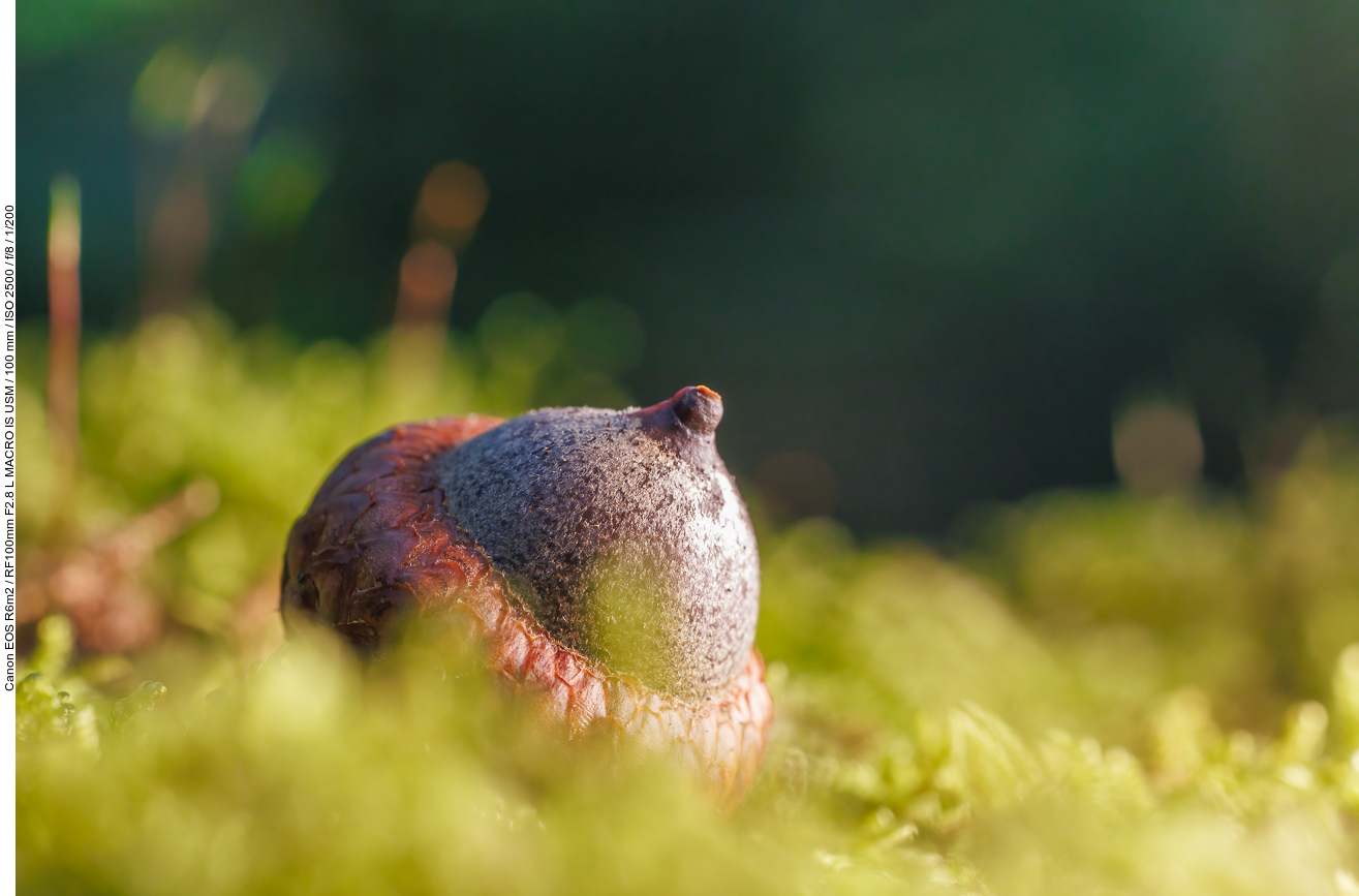 Eichel einer Roteiche [Quercus rubra]
