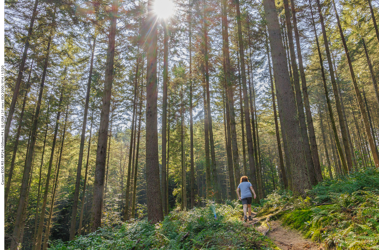 Durch den schattigen Wald