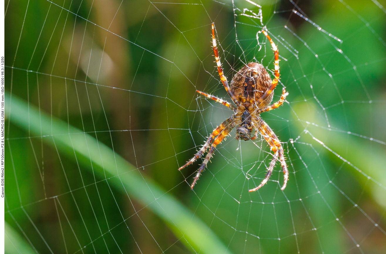 Gartenkreuzspinne [Araneus diadematus]