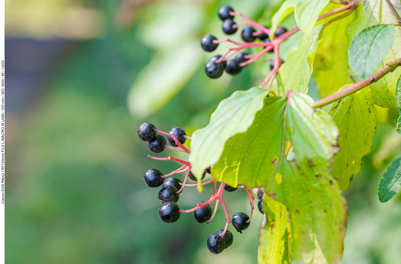 Echter Hartriegel [Cornus sanguinea]