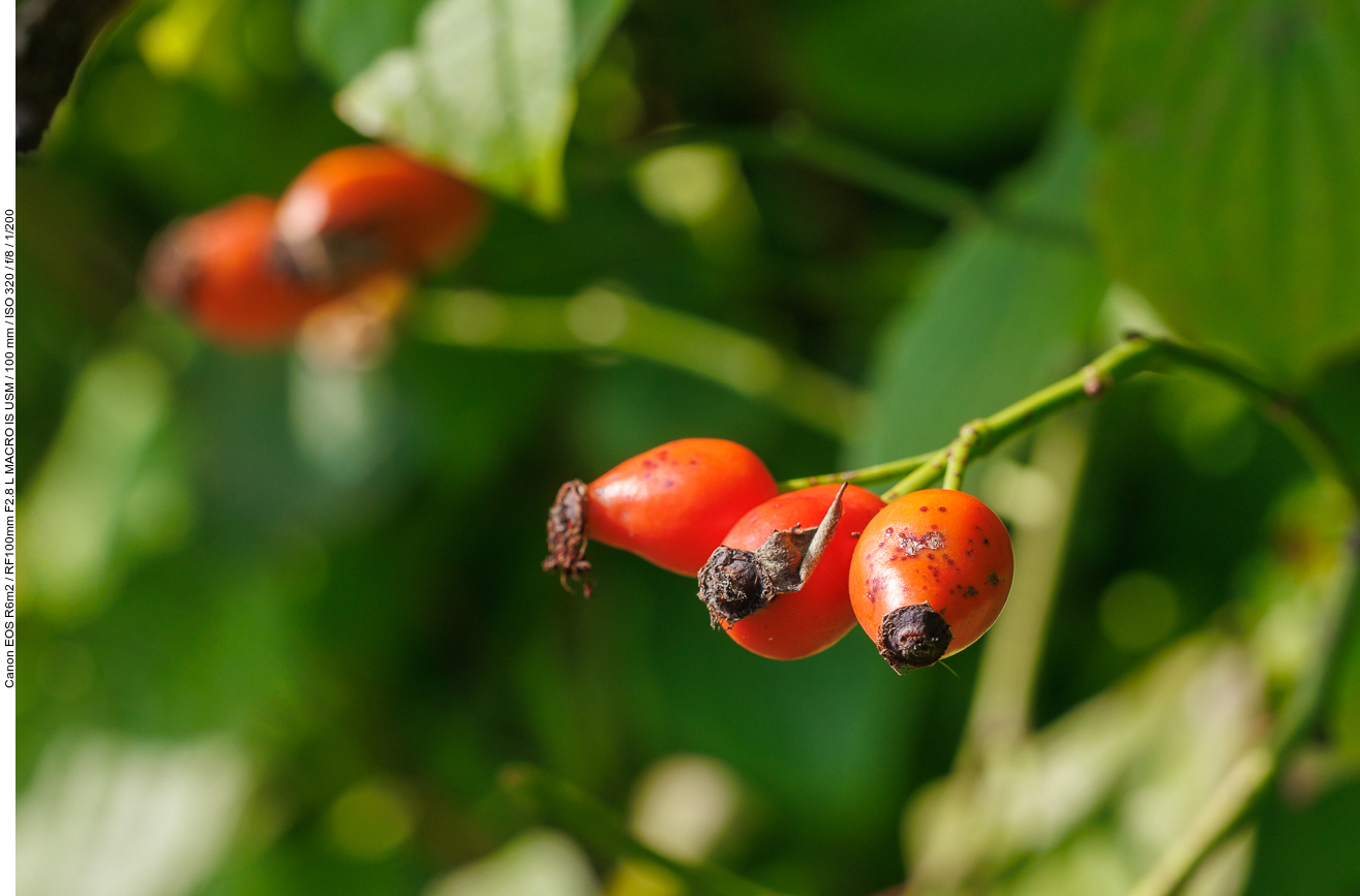 Hunds-Rose [Rosa canina]