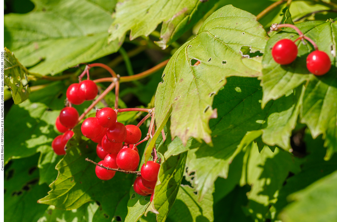 Gemeiner Schneeball [Viburnum opulus]