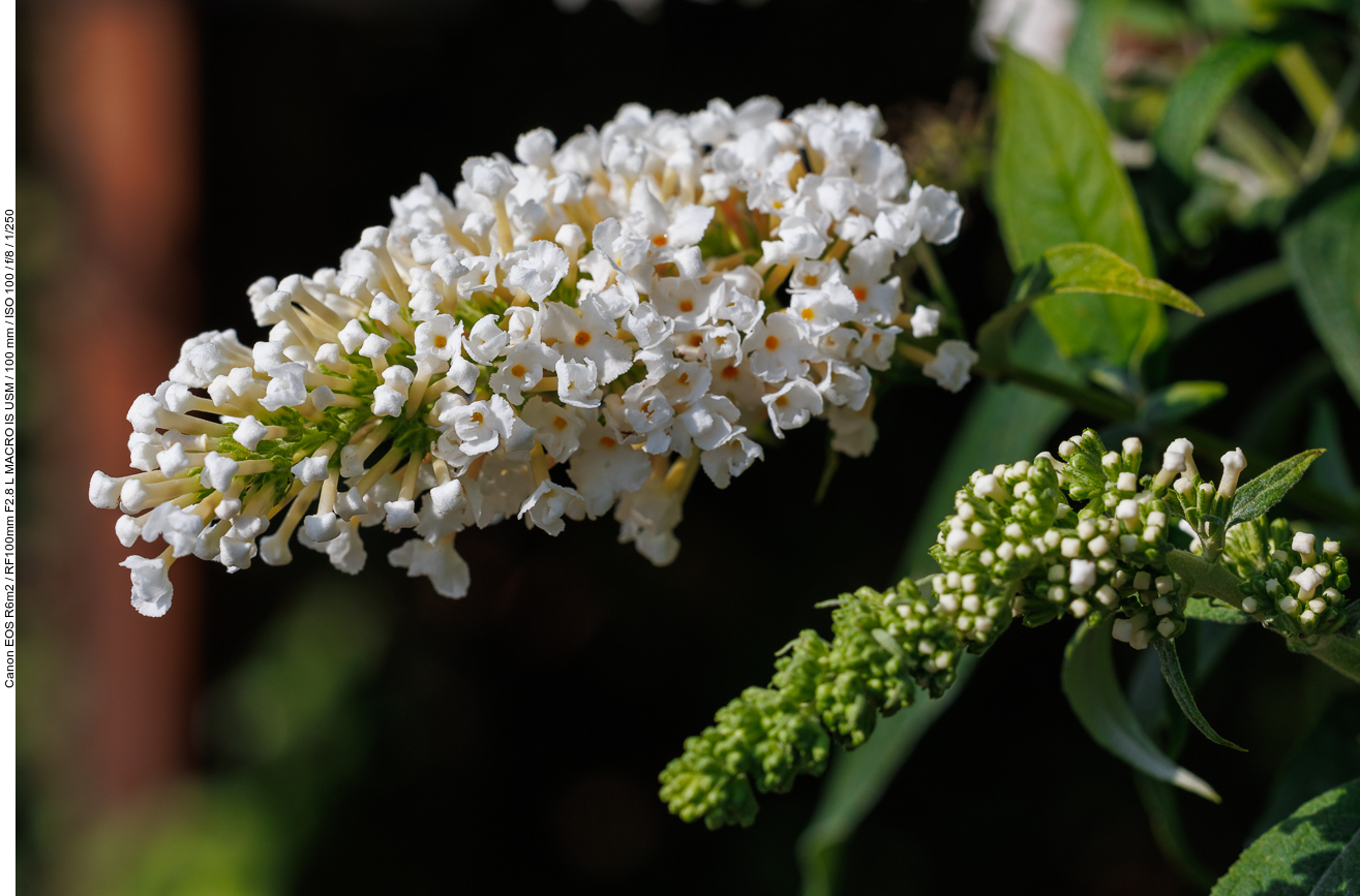 Schmetterlingsflieder [Buddleja asiatica]
