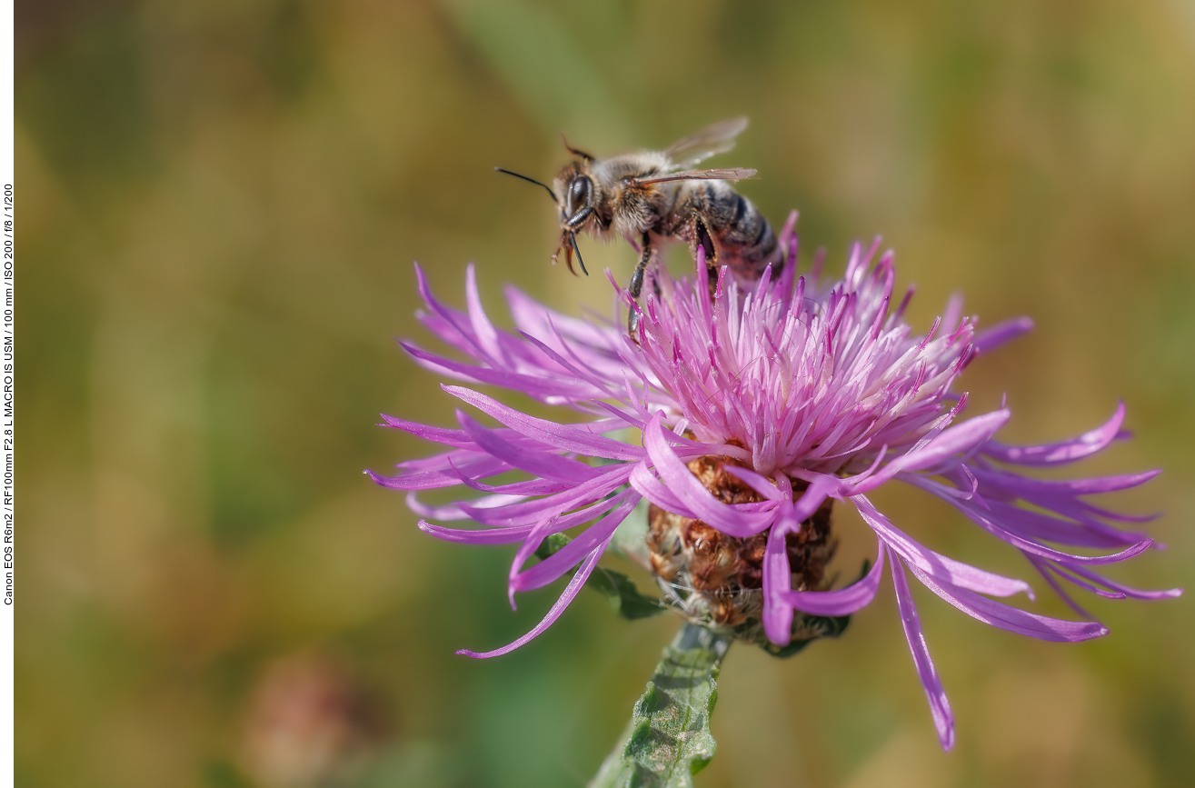 Biene auf Wiesen-Flockenblume [Centaurea jacea]