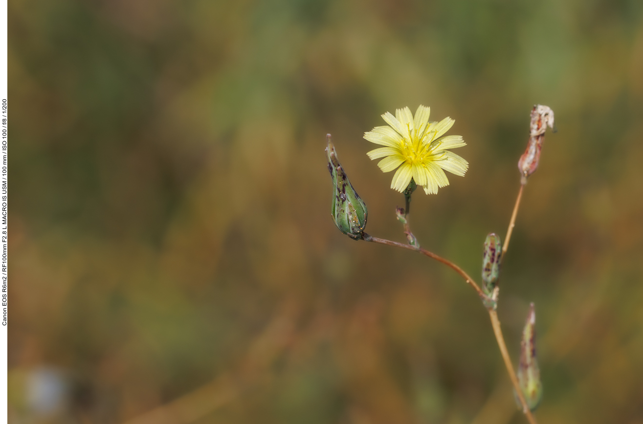 Kompass-Lattich [Lactuca serriola]