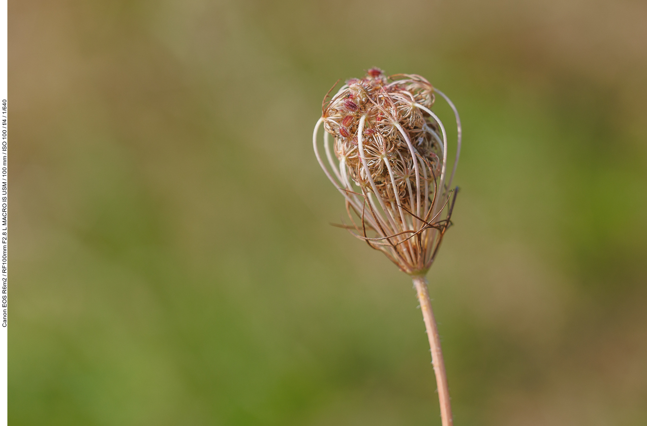Wilde Möhre [Daucus carota]