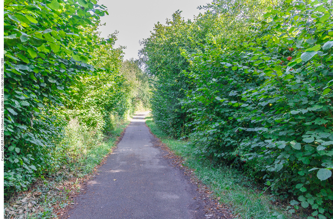 Geteerter Weg durch das Gebüsch