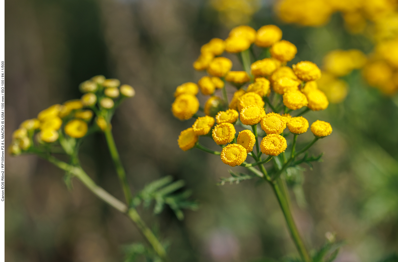 Rainfarn [Tanacetum vulgare]