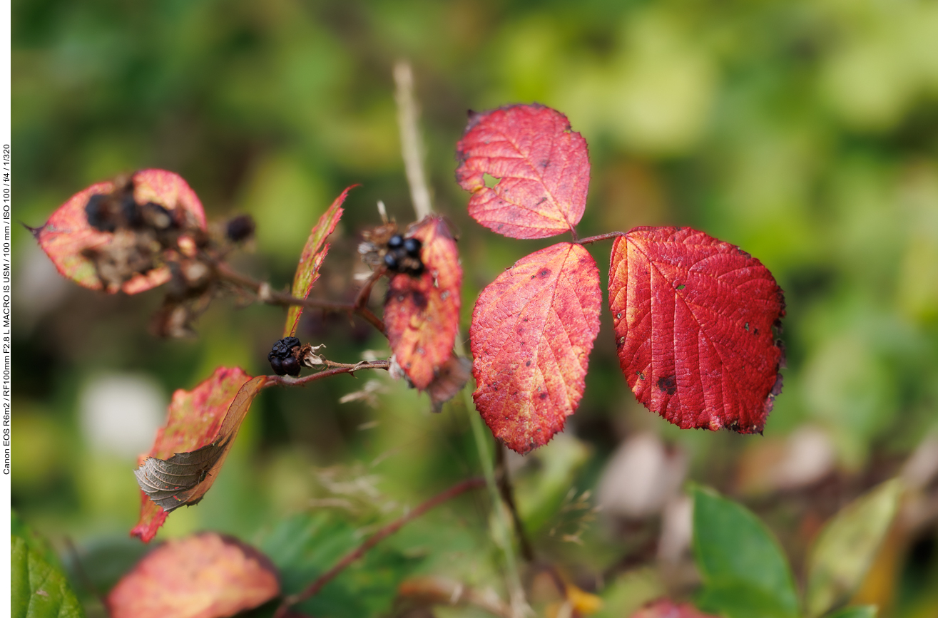 Brombeere [Rubus fruticosus]