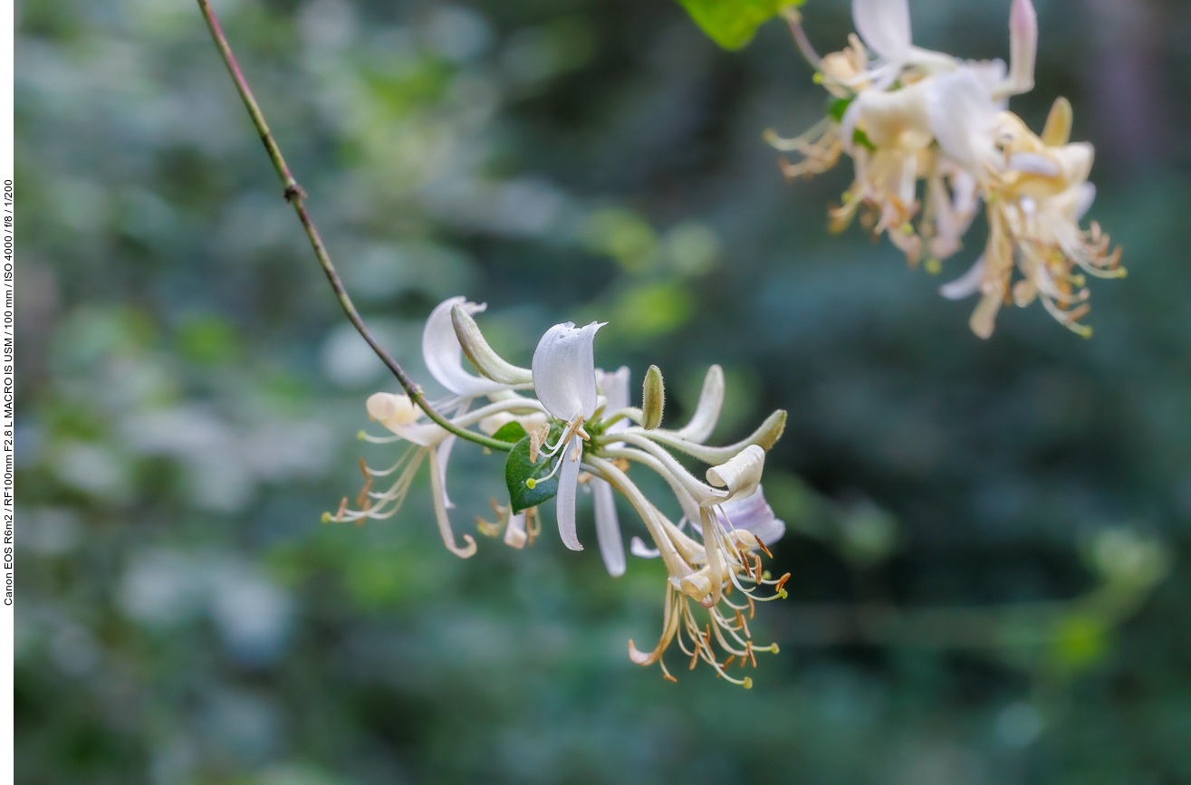 Wald-Geißblatt [Lonicera periclymenum]