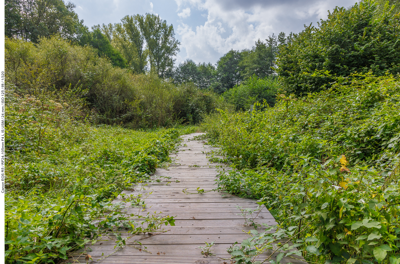 Holzbohlenweg über das Feuchtgebiet