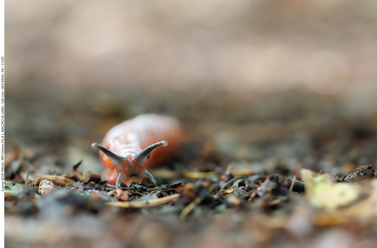 Spanische Wegschnecke [Arion vulgaris]