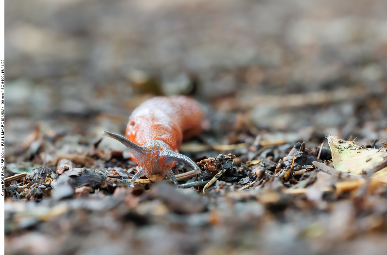 Senkt den Kopf wie ein Stier: "TORO!"