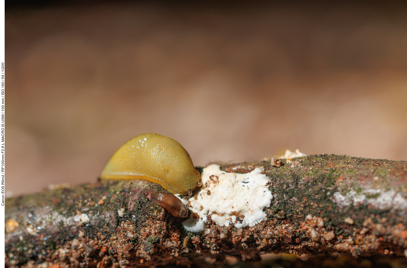Noch mehr der hurtigen Schneckchen ;-)