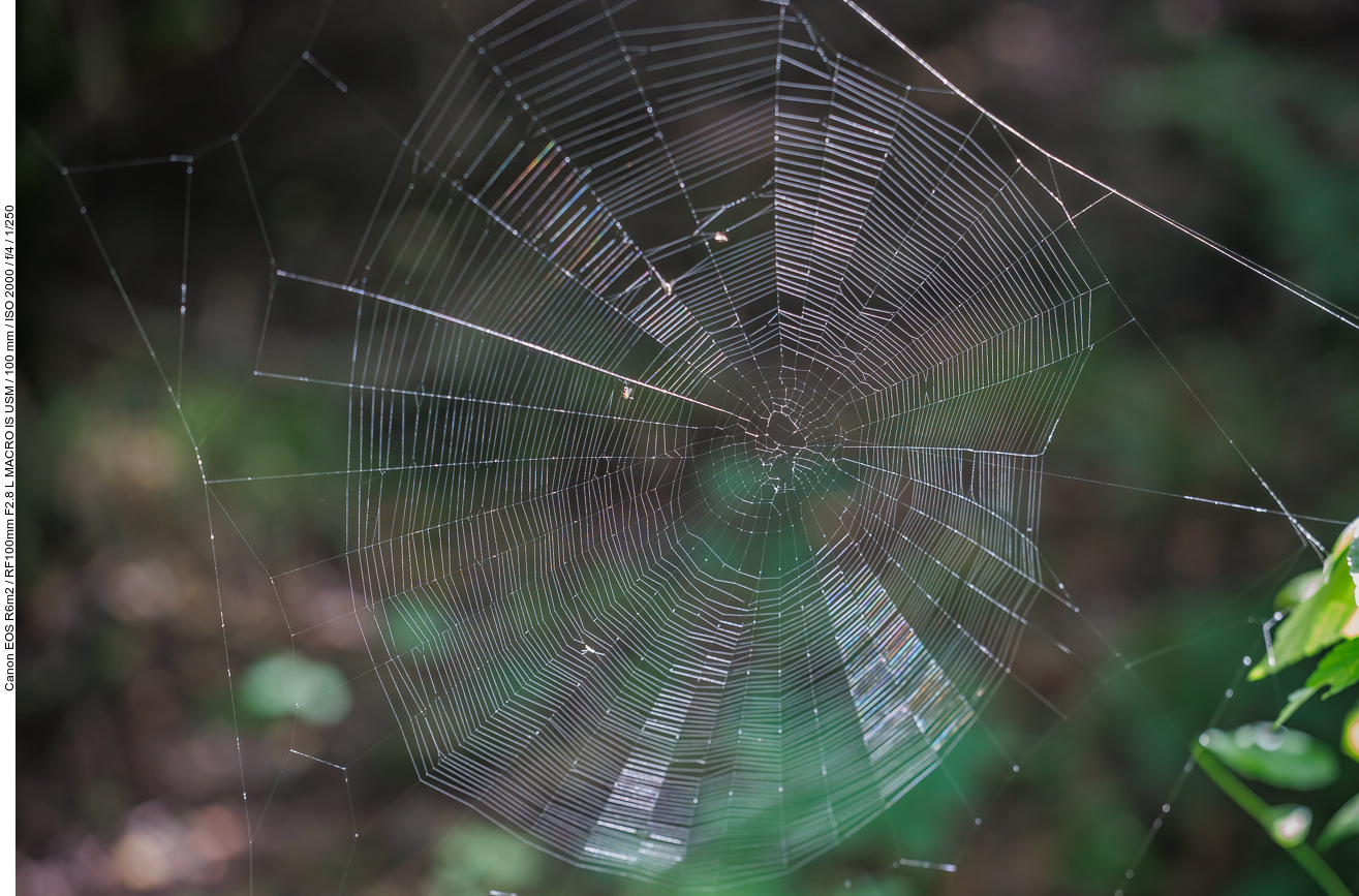 Spinnennetz ohne Spinne
