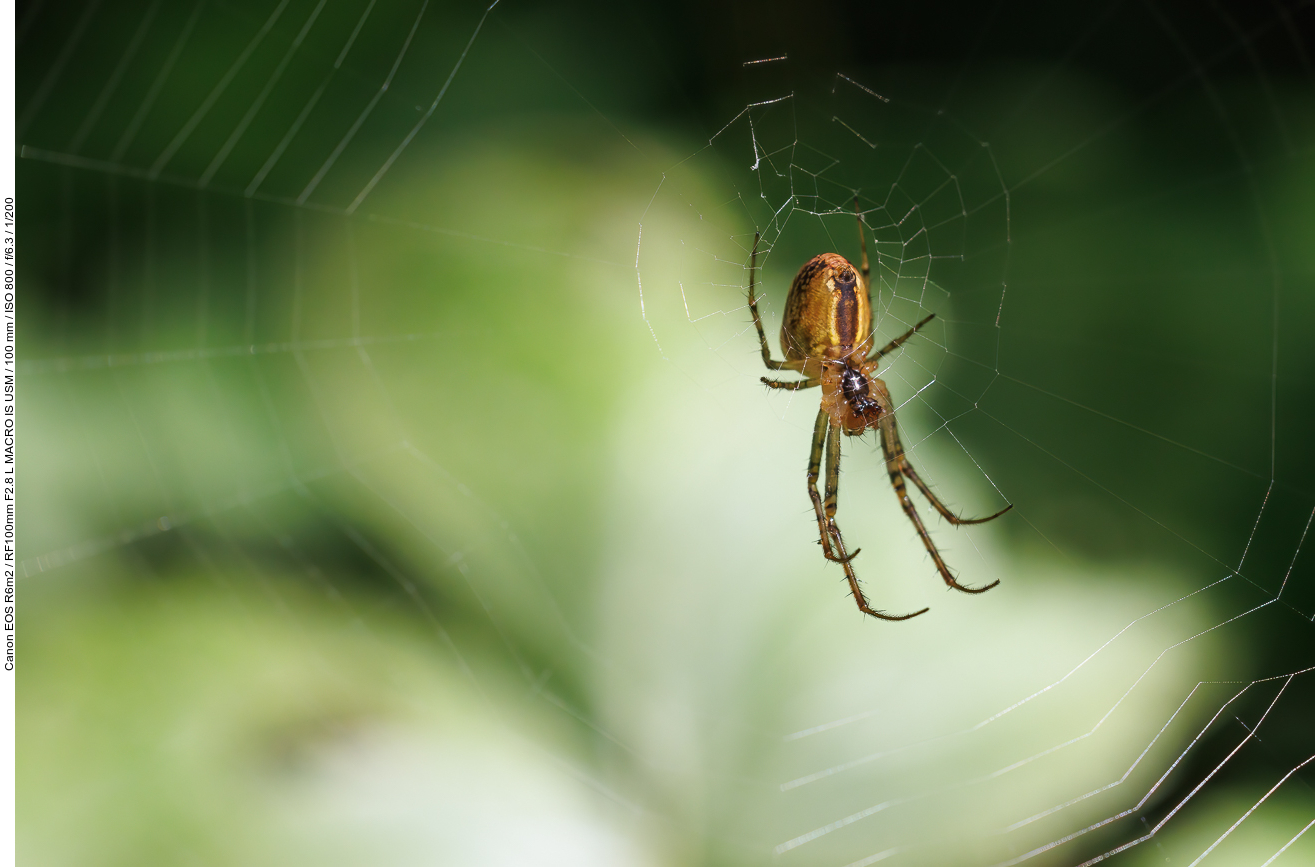 Spinnennetz mit Gartenkreuzspinne [Araneus diadematus]