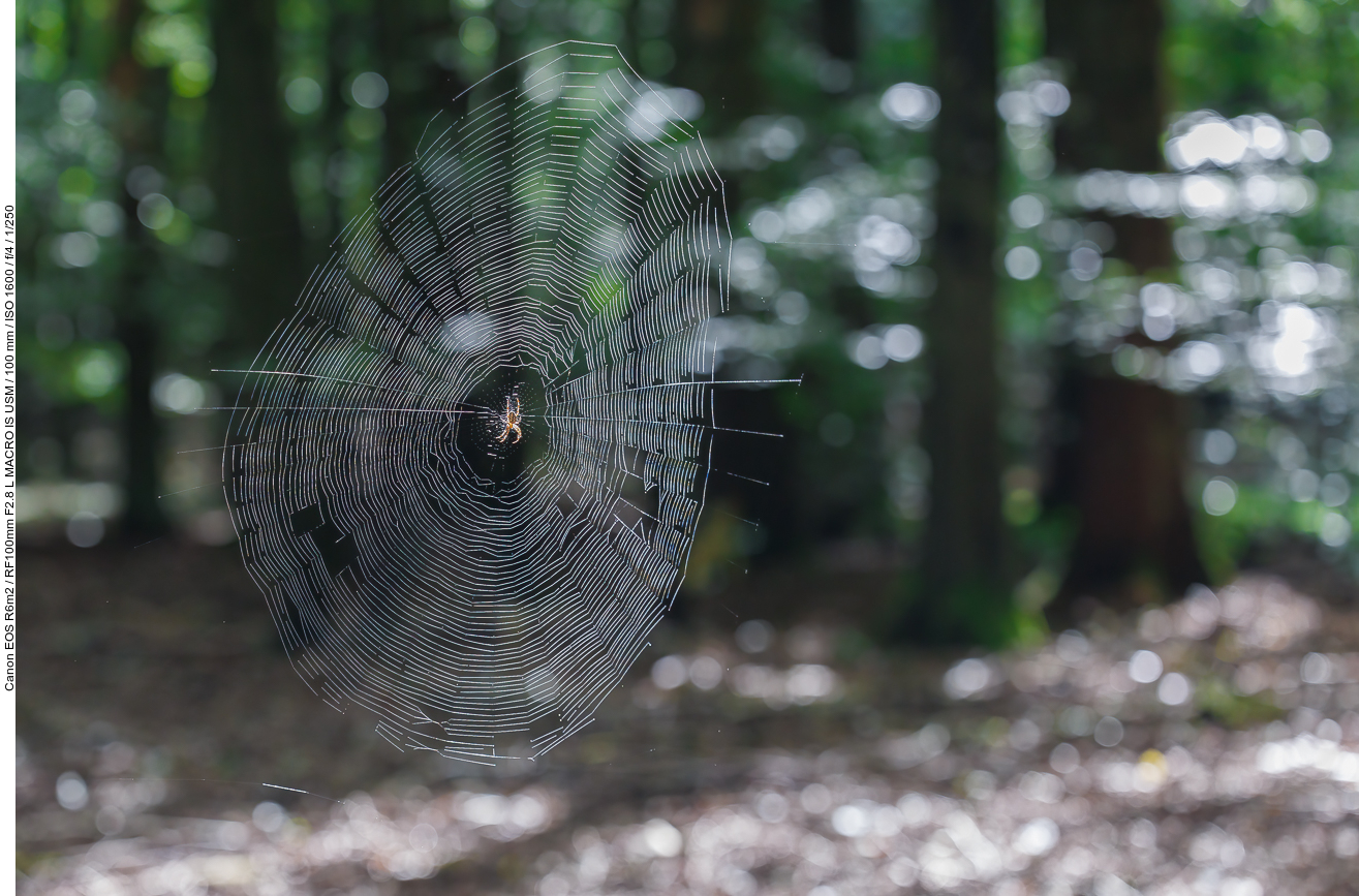 Gartenkreuzspinne [Araneus diadematus]