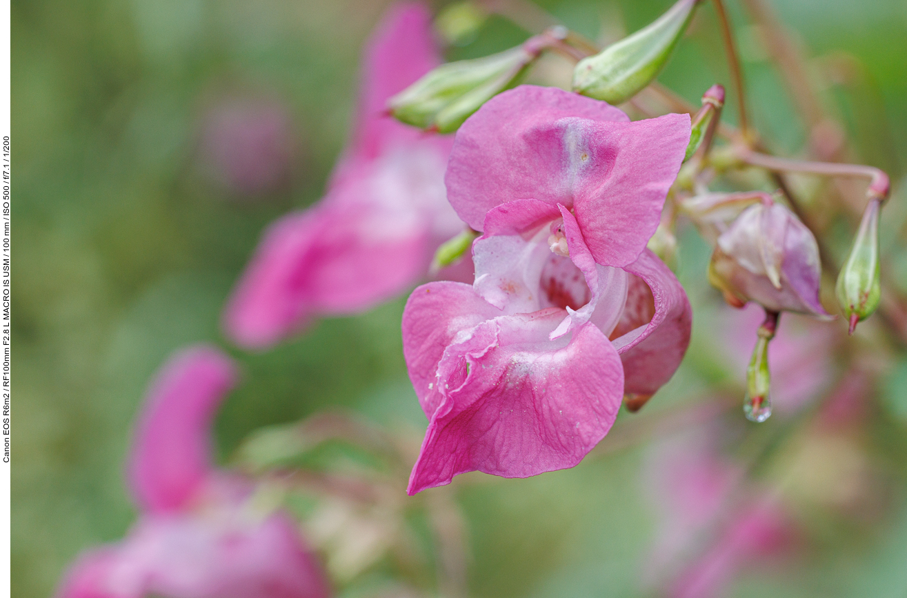 Drüsiges Springkraut [Impatiens glandulifera]