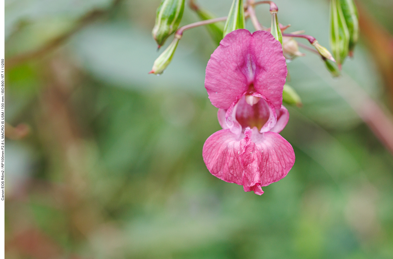 Drüsiges Springkraut [Impatiens glandulifera]