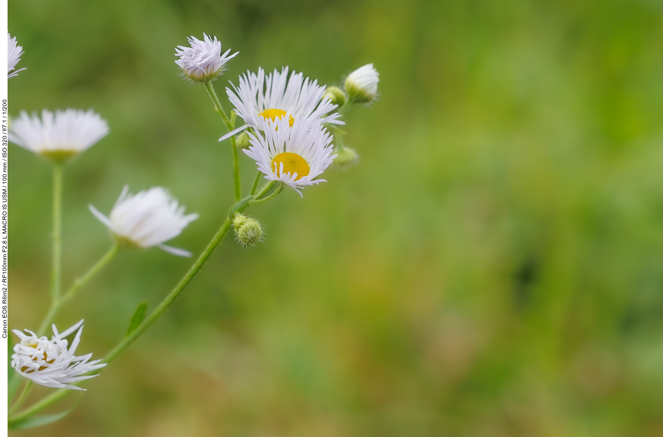 Striegelhaariges Berufskraut [Erigeron strigosus]