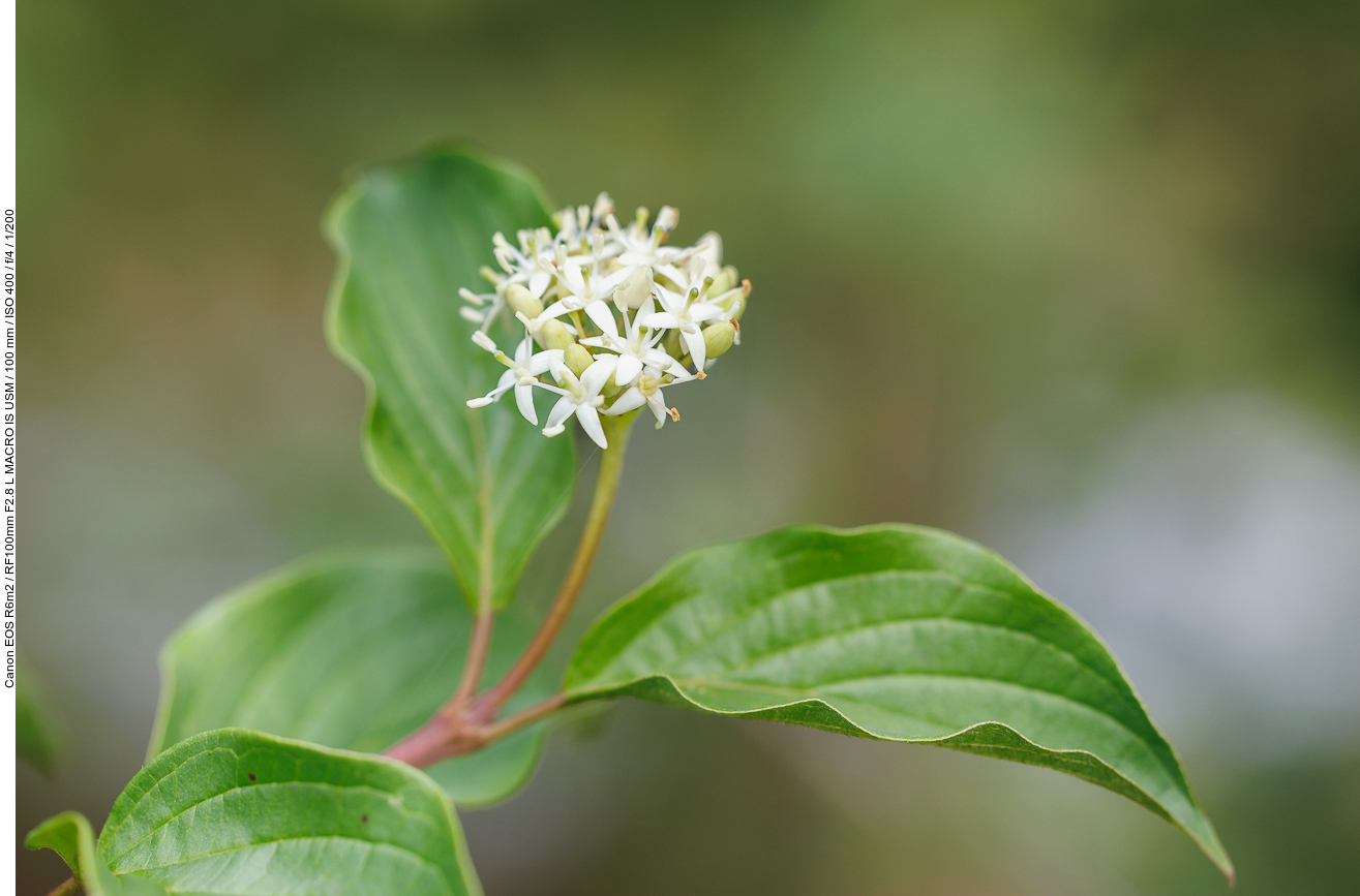 Echter Hartriegel [Cornus sanguinea]