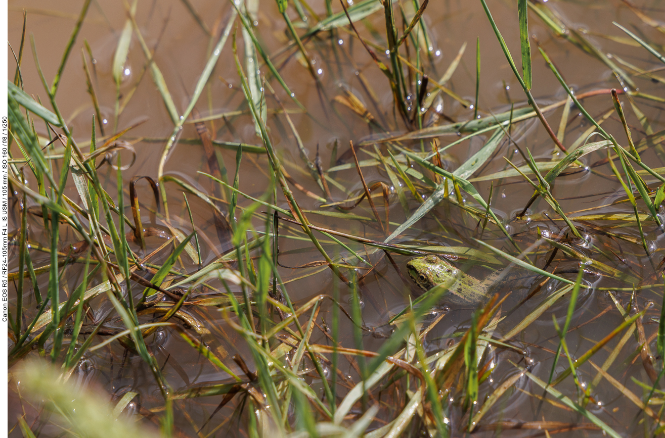 Kleiner Wasserfrosch [Pelophylax lessonae oder Rana lessonae]