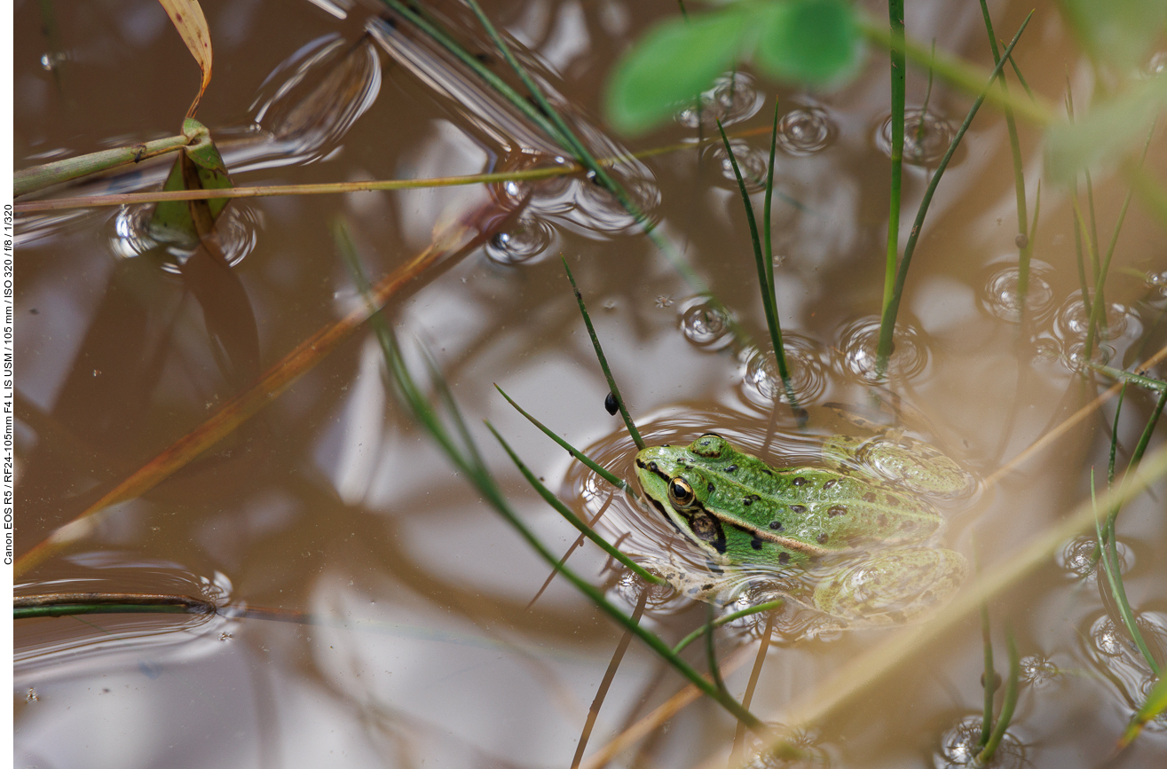 Teichfrosch [Pelophylax esculentus oder Rana esculenta]