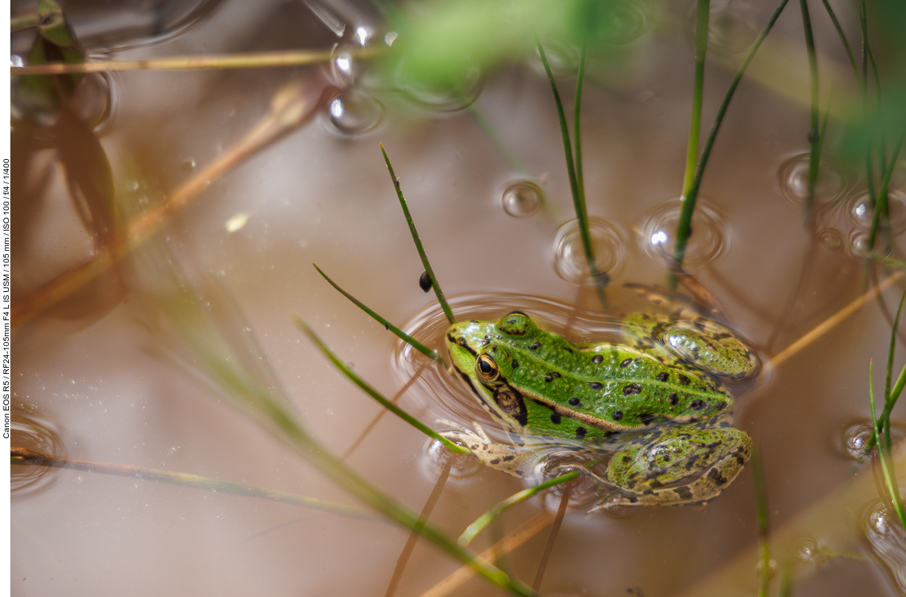 Teichfrosch [Pelophylax esculentus oder Rana esculenta]