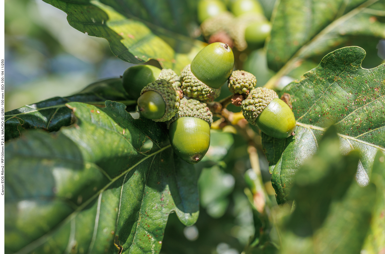 Traubeneiche [Quercus petraea]