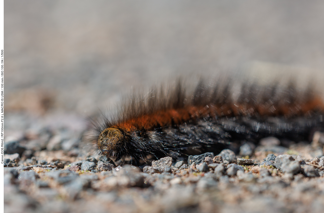 Raupe vom Brombeerspinner [Macrothylacia rubi]