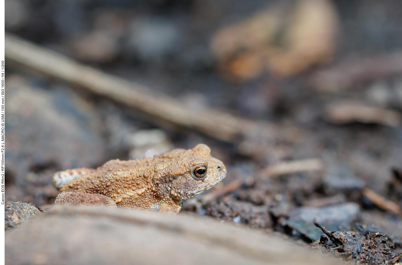 Erdkröte [Bufo bufo]